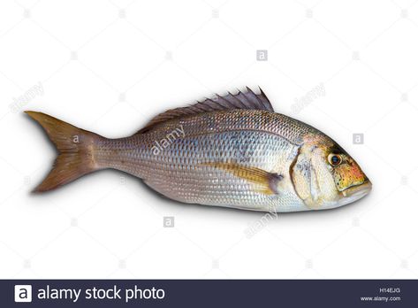 Dentex Dentex fish sparidae from Mediterranean sea Stock Photo Fish Species, Mediterranean Sea, High Resolution, Stock Images, Resolution, Fish, Stock Photos, Illustrations