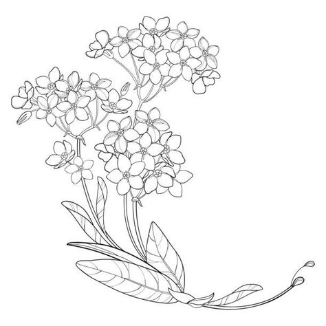 Forget Me Not Flower Bouquet, Flower Outline Drawing, Myosotis Flower, Headstone Designs, Flower Bouquet Drawing, Summer Coloring, Forget Me Not Flower, Flower Bunch, Flower Outline