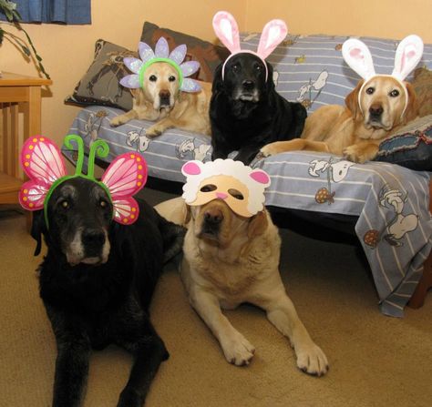 . Golden Retriever Costume, Long Suffering, Goofy Dog, Silly Dogs, Easter Bunnies, Cute Animals Images, Silly Animals, Masquerade Party, Happy Spring