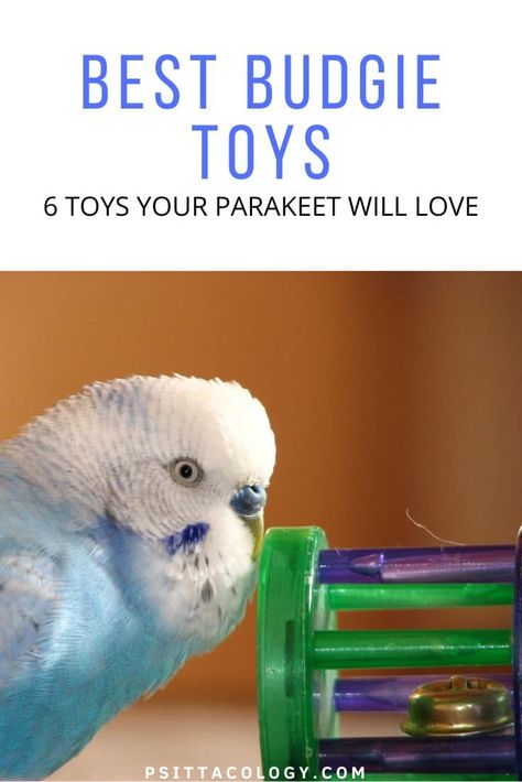 Parakeet Colors, Parakeet Care, Parakeet Food, Budgie Toys, Parakeet Toys, Diy Bird Toys, Parakeet Cage, Parakeet Bird, Budgies Bird