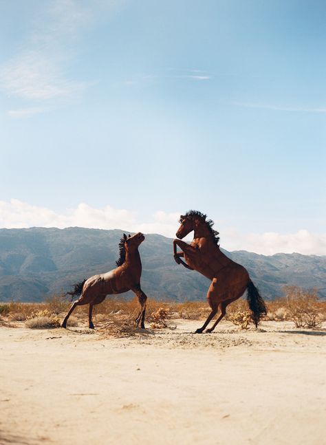 Mountain Spirit Cowboy Aesthetic, Western Photography, Western Wall Art, Horse Aesthetic, Western Aesthetic, Pretty Horses, Horse Photography, In The Desert, Western Art