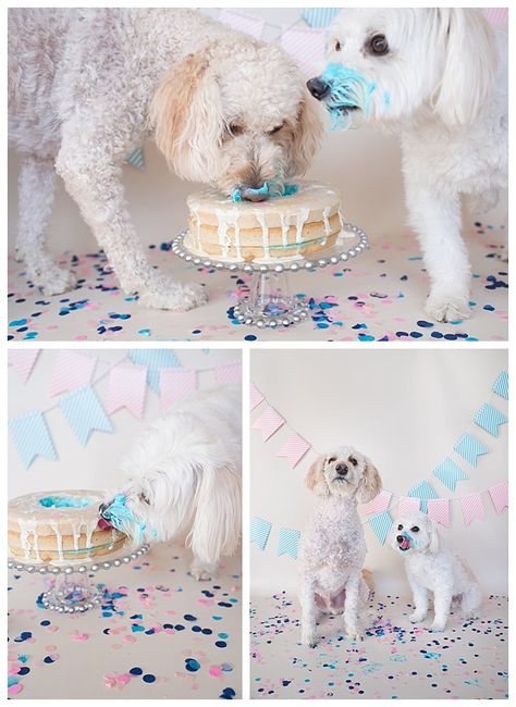 Dog Friendly Cake, Cake For Dogs, Cake Dog, Gender Reveal Video, Gender Reveal Unique, Gender Reveal Announcement, Pregnancy Gender, Pregnancy Gender Reveal, Gender Announcements