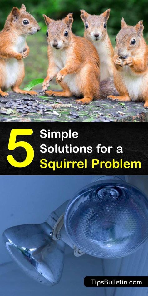 Squirrel Proof Garden, Raccoon Repellent, Squirrel Repellant, Get Rid Of Squirrels, Diy Bug Spray, Forest Ecosystem, Fall Garden Vegetables, Garden Pest Control, Flying Squirrel