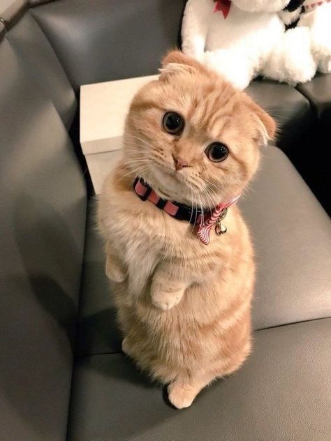 Gato Munchkin, Munchkin Cats, American Bobtail, Ocicat, Munchkin Cat, Cute Kitties, Scottish Fold, Heart Warming, Animal Jokes