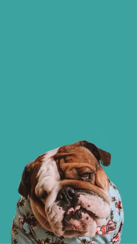 #wallpaper #dog #cute #pets #phone #wallpaperdog #wallpaperiphone #tumblr #backgrounds #puppies #dogs #paw#animalprint #englishbulldogs Bulldog Wallpaper, Dog Marketing, Dogs Paw, Pet Sitting Business, Wallpaper Dog, Tumblr Backgrounds, Animal Help, Pet Businesses, Dog Selfie