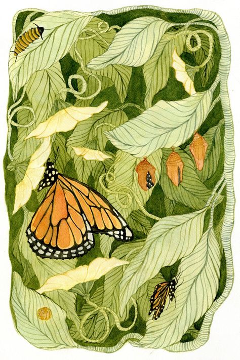 This is a watercolor study illustrating how a Monarch caterpillar transforms into a butterfly through Metamorphosis. Caterpillar Art, Metamorphosis Art, Butterfly Metamorphosis, Watercolor Study, Art Papillon, Monarch Caterpillar, Intuitive Artists, Art Hippie, Artsy Photography