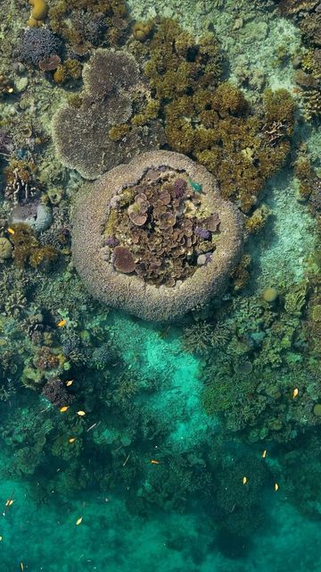 Alex Kydd on Instagram: "Coral gardens from above 🪸🐠 #coral #coralreef #ocean #indonesia #drone #meditation #oceanlife #oceanlover #oceanview #travel #oceanphotography #djindonesia" Coral Reef Aerial View, Coral Reef From Above, Ocean Meditation, Landscape Diagram, Coral Ocean, Aerial Photography Drone, Coral Garden, Natural Structures, Phone Aesthetic