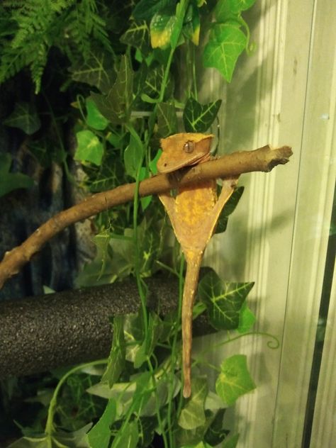 Gecko Name Ideas, Types Of Geckos Pets, Crested Gecko Care, Leopard Geckos Cute, Crusted Geckos, Breeding Leopard Geckos, Cute Gecko, Gecko Terrarium, Reptile Care