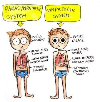 Chronic stress can cause a vicious cycle in the brain, causing brain cells to die, creating a constant fight or flight state of being (Bernstein, 2016). People can not have a happy and sustainable life if persistent stress is not dealt with. Therefore, it is best to prioritize importance in life and let go of what does not matter. Easier said than done, but practice makes perfect! Parasympathetic Vs Sympathetic, Sympathetic Vs Parasympathetic, Emotionally Disconnected, Ace Study, Dr Nicole Lepera, Nicole Lepera, Adverse Childhood Experiences, Licensed Clinical Social Worker, Parasympathetic Nervous System