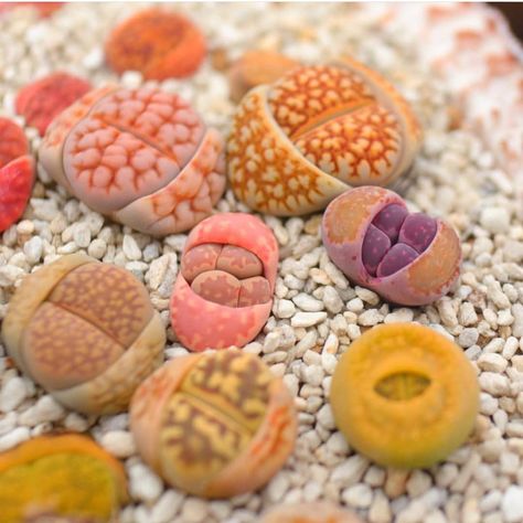 Succulent's Lifespan: How Long Do Succulents Live? | Succulent City Lithops Garden, Living Stone Plant, Lithops Succulents, Plant Obsession, Stone Plant, Succulent Garden Diy, Succulent Gardening, Succulents Indoor, Succulent Terrarium