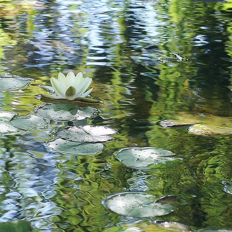 Water With Lily Pads, Water Lilies Photography, Water Lilies Aesthetic, Lilly Pond, Water Lilies Painting, Water Lily Pond, Lotus Pond, Water Lilly, Lily Painting