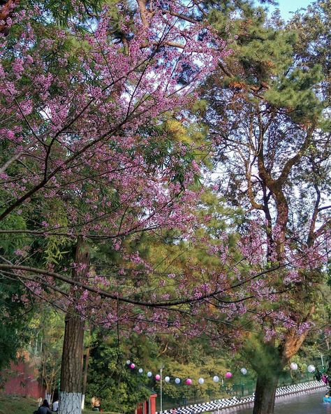 Shillong Cherry Blossoms, Shillong Meghalaya Photography, Meghalaya Photography, Shillong Meghalaya, Shillong, Northeast India, Cherry Blossom Festival, Future Life, Himalayan