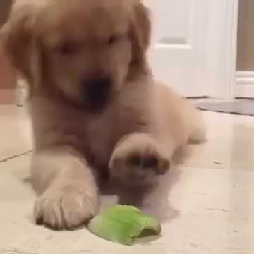 Dog Vs. Celery Puppies Gif, Pet Cam, Pet Camera, Puppy Kisses, Game Mode, German Shepherd Dogs, Animal Gifs, Dog Pictures, Dog Love