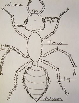 This illustrated diagram of an ant shows typical insect parts. Please click the green star under my name if you would like to follow. Please consider rating my products. How To Draw An Ant, Ant Picture, Ant Colony Illustration, Ant Clipart Black And White, Insect Unit Study, Ants With Wings, Ant Art, Insect Unit, Summer Camp Themes