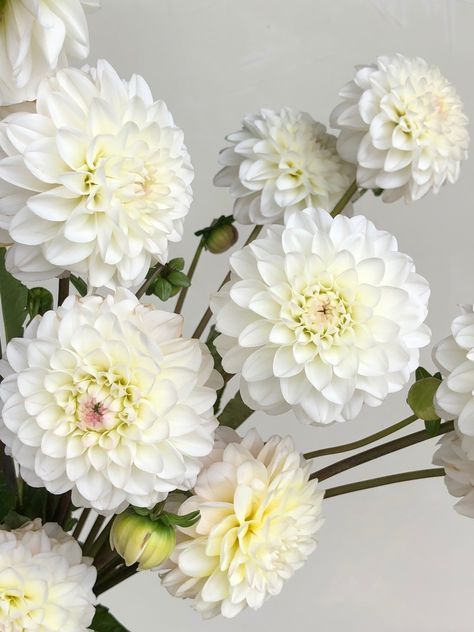 White Dalia, White Dahlia Bouquet, Dalia Flower, White Dahlia, Dahlia Bouquet, Dahlia Flower, Types Of Flowers, Design Floral, The Flowers