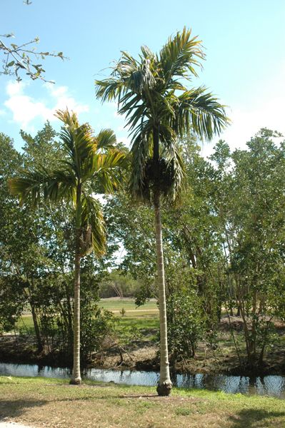 Montgomery Botanical Center Betel-Nut (Areca catechu) is being auctioned at http://botanicalauctions.com/auction/active_auctions.php?offset=0&user_id= . Moderate to tall solitary pinnate (feather) palm with trunk 50-100 ft x 8-12 inches, bright green 3 ft long crownshaft and stiffly arching leaves. Leaflets held in a V-shape, terminal ones fused. Flowers whitish-yellow, fruits yellow to red 1-2 inches. Areca Catechu, Fused Flowers, Botanical Center, Yellow Fruits, Betel Nut, Bright Green, V Shape, Trunk, Seeds