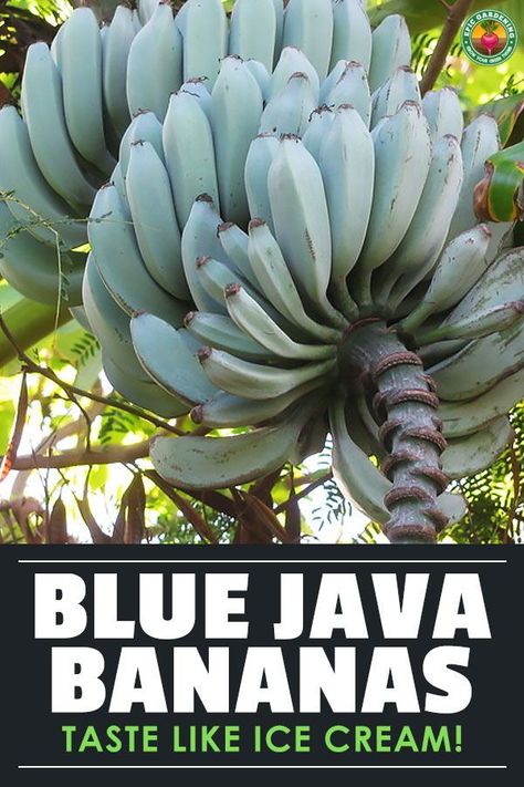 Have you heard of the blue java banana? Called the ice cream banana, this tropical is lovely and sweet. Our guide shares how to grow them! Blue Java Banana, Ice Cream Banana, Banana Seeds, Dandelion Jelly, Growing Fruit Trees, Banana Plants, Survival Gardening, Banana Ice Cream, Banana Tree