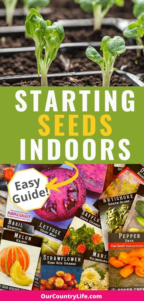 seedlings and seed packets with text Starting Seeds Indoors, Easy Guide Starting Garden Seeds Indoors, Starting Garden, Start Seeds Indoors, Starting Seeds, Seed Starting Mix, Cucumber Seeds, Starting Seeds Indoors, Seed Germination, Seed Saving