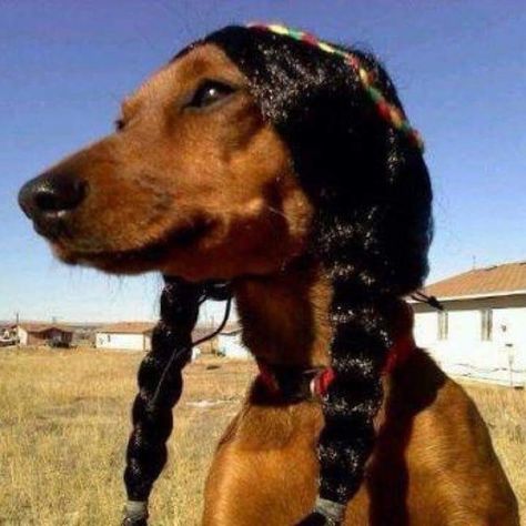 Georgette Cole (@Cole_79) | Twitter Native American Humor, Native Humor, Native American Actors, Native American Pictures, Star Wars Jokes, Native American Heritage, Native American History, Funny Profile Pictures, Dog Memes