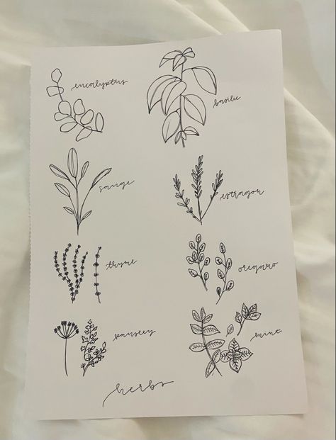 Easy Plant Sketches, Plant Drawings Simple Green, Simple Herb Drawing, Medicinal Herb Drawings, Mint Drawing Herb, Herbs Line Art, Plant Sketches, Herbal Plants, Plant Journal