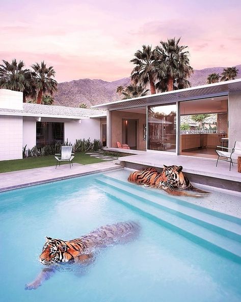 "Palm Springs Tigers" by @paulfuentes_photo // Shop link in bio @Society6 Paul Fuentes, Palm Springs Art, Photography Series, Mexican Artists, Tiger Art, Foto Art, Instagram Foto, Giclee Art Print, Limited Edition Prints