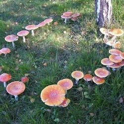 Fairy Ring Mushroom, Cottagecore Moodboard, Frost Fairy, Vintage Mushroom Art, Mushroom Circle, Different Types Of Mushrooms, Forest Pixie, Mushroom Ideas, Elf Witch