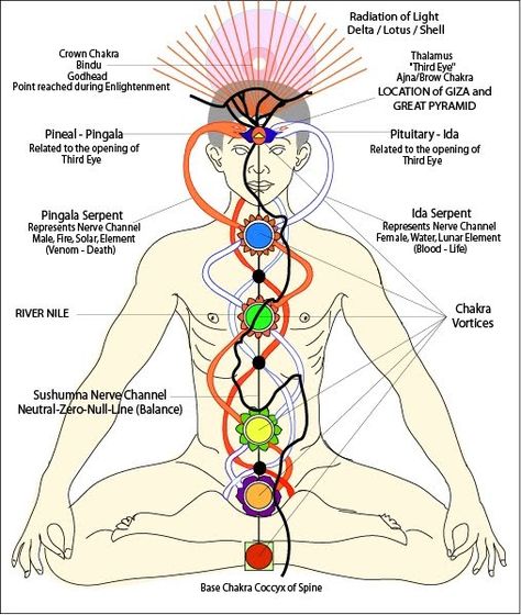 Learn the 7 Chakras and the Nadis Druid Craft, The Secret Doctrine, Ajna Chakra, Natural Pain Killers, Kundalini Awakening, Chakra System, Life Force Energy, Meditation Techniques, Les Chakras