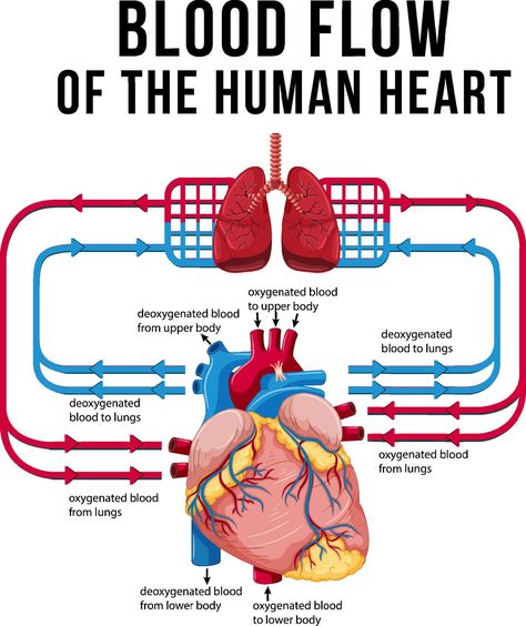 Blood Flow Through The Heart, Heart Blood Flow, Human Heart Diagram, Coronary Circulation, Types Of Blood Cells, Function Of Blood, Human Circulatory System, Heart Flow, Heart Structure