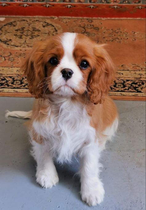 English Toy Spaniel Puppies, Cavalier Dog, King Spaniel, King Charles Puppy, Cavalier King Charles Dog, King Charles Cavalier Spaniel Puppy, King Charles Dog, Dapple Dachshund, English Toy Spaniel