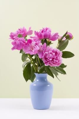 Are Peonies Poisonous? Grow Peonies, Summer Flower Arrangements, Peony Bush, Peony Bud, Peonies Season, Growing Peonies, Tree Peony, Peonies And Hydrangeas, Silk Peonies