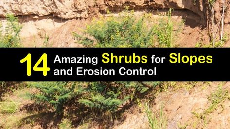 Stop Erosion On Slope, Steep Hillside Landscaping Low Maintenance, Slope Landscaping Ideas Erosion Control, Creeping Juniper, Steep Hillside Landscaping, Garden Slope, Backyard Hill Landscaping, Fishing Cart, How To Landscape