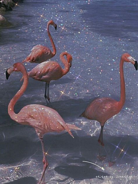 Dreamy Aesthetic | Cute wallpapers, Vintage pfp aesthetic, Wallpaper Jennifer Astethic, Jennifer Aesthetic, Vintage Pfp Aesthetic, Blue Soft Aesthetic, Aesthetic Flamingo, Flamingo Aesthetic, Desktop Collage, Psd Aesthetic, Aesthetic Gray