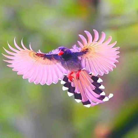 Pink Bird | dgward55 | Flickr Belle Nature, Image Nature, Kinds Of Birds, Pink Bird, Haiwan Peliharaan, Nature Birds, All Birds, Exotic Birds, Pretty Birds