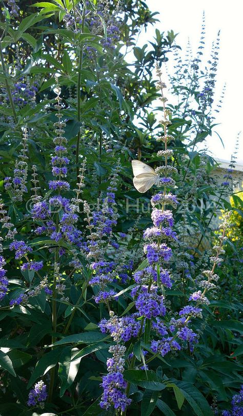 If you garden in zone 6 or warmer and your garden doesn't include Vitex agnus-castus—commonly known as chaste tree, or Texas lilac, or just vitex—I'm here to make the case for adding one to your shopping list this season. Reason No. 1: Hello, look at those spectacular purple blooms (here on the cultivar "Shoal Creek"). They practically cover this large shrub/small tree. (I have seen vitex close to 20 feet high at the Atlanta Botanical Garden, but they are easy to keep smaller.) And, if… Vitex Tree, Gardening In Texas, Country Home Garden, Farm Renovation, Tropical Garden Plants, Tree Landscaping, Vitex Agnus Castus, Easy Perennials, Agnus Castus