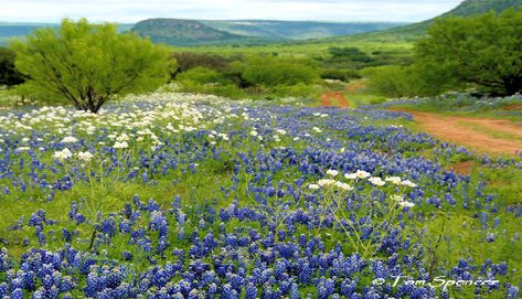 18 Most Amazing Views of the Texas Hill Country Study Well, Thc Gummies, Wildflowers Photography, Country Photography, Farm Paintings, Texas Bluebonnets, Texas Country, Texas Hills, Texas Artist