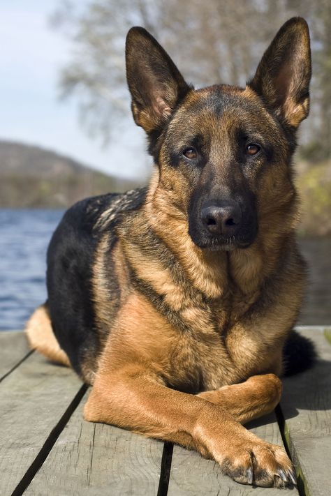 German Shepherd Ras Anjing, Shepard Dog, Smartest Dog Breeds, Psy I Szczenięta, Working Dog, Assistance Dog, German Dogs, Smart Dog, Police Dogs