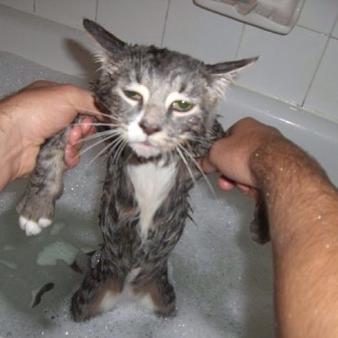 27 Cats Getting Baths | 27 Cats Getting Baths Spirit Bath, Animal Facts Interesting, Broken Spirit, Ugly Cat, Cat Bath, Animal Fun, Wet Cat, Adorable Cats, Kitten Pictures