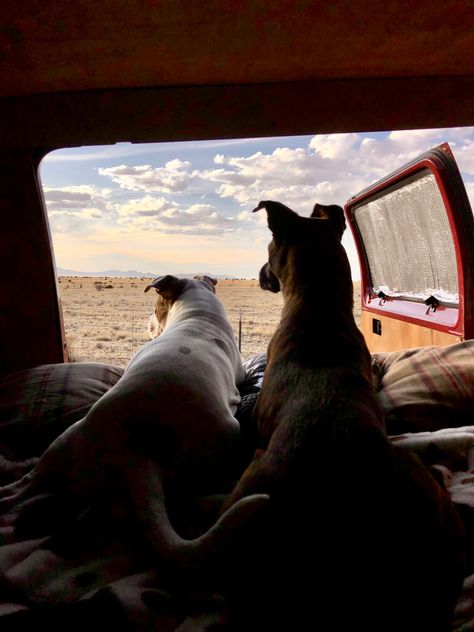 Dog Travel Aesthetic, Dog Van Life, Two Dogs Aesthetic, Van Life With Dog, Van Life Dog, Dog Road Trip, Van Life Aesthetic, Road Trip With Dog, Dog Den