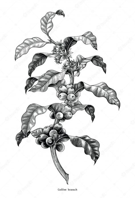 Coffee Branch Illustration, Coffee Branch Tattoo, Coffee Plant Drawing, Coffee Art Drawing, Tattoo Cafe, Arte Jazz, Coffee Tattoo, Branch Tattoo, Drawing Vintage