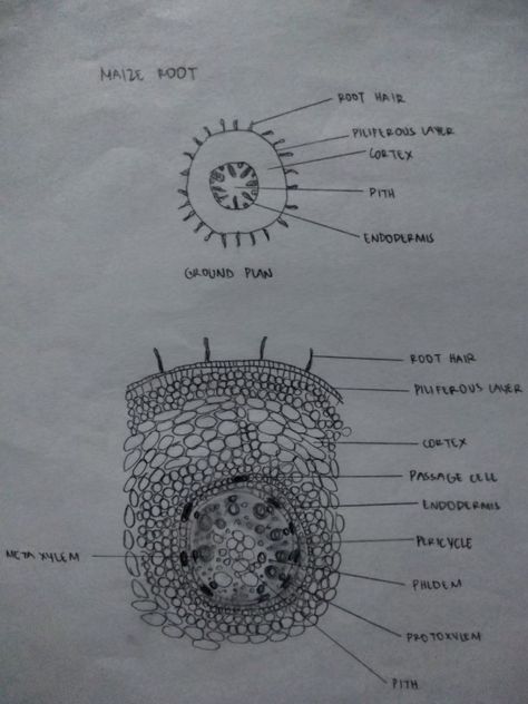 Maize root Biology Diagrams, Maize, Biology, Anatomy, Sketch, How To Plan, Quick Saves