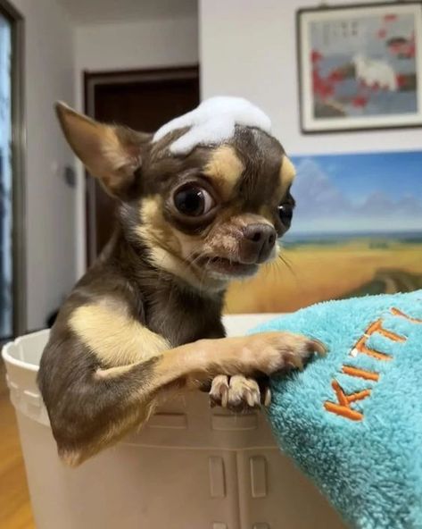 Dobi Chihuahua, Chiuahaha Funny, Funny Chihuahua Pictures, Baby Animals Cute, Psy Chihuahua, Dog Snapchats, Funny Dog Faces, Funny Looking Cats, Chihuahua Funny