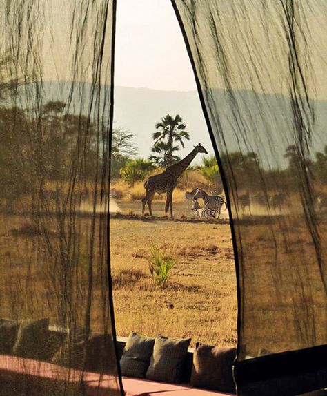 Safari Chic, Citizen Science, Africa Do Sul, Safari Adventure, Safari Lodge, Africa Safari, Out Of Africa, African Safari, Giraffes