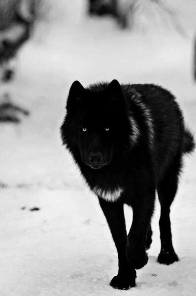 Black wolf white snow Wolf Core, Wolf Hybrid, Wolf Love, Wolf Pictures, Wolf Spirit, Beautiful Wolves, Skyfall, Bad Wolf, Wild Dogs