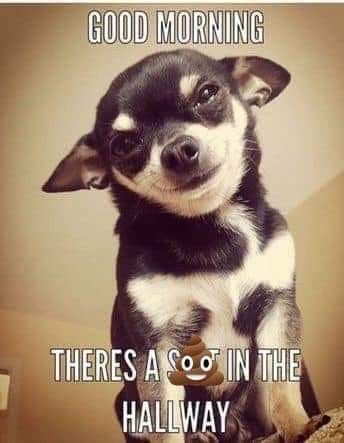 Funny Chihuahua Pictures, Lou Dog, Chihuahua Quotes, Min Pins, Chihuahua Funny, Funny Dog Memes, Cute Chihuahua, Chihuahua Love, Dog People