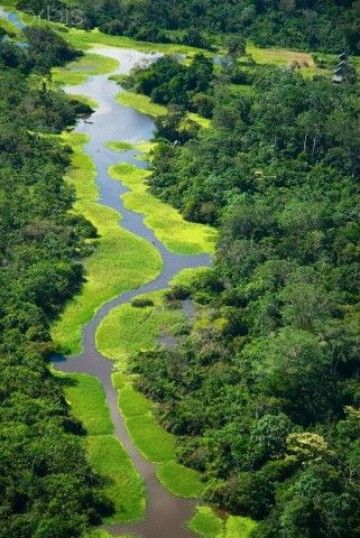 imagenes de la selva amazonica colombiana Peru Jungle, Peru Amazon, Rainforest Ecosystem, Travel Peru, Amazon Jungle, Amazon River, Amazon Rainforest, The Amazon, Places Around The World