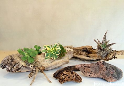 Wood Succulent Planter, Driftwood Planters, Succulent Display, Succulent Planter Diy, Driftwood Diy, Succulent Garden Design, Buy Succulents, Succulent Cuttings, Succulent Garden Diy