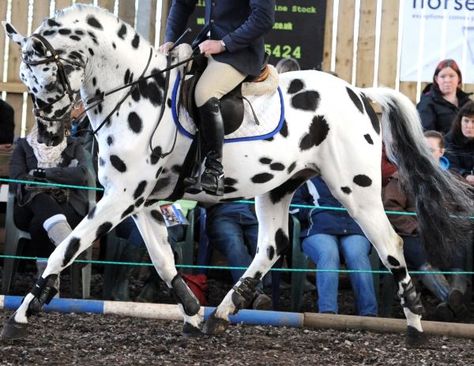 Appy indian horse Appaloosa horse equine native american pony leopard blanket spotted snow cap Spotted Horse, Leopard Appaloosa, Warmblood Horses, Rasy Koni, Appaloosa Horses, Horse Trailer, Sport Horse, Horses For Sale, Leopard Spots