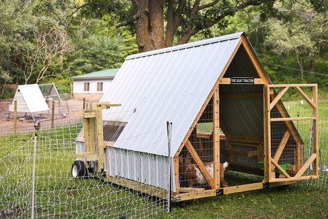 Mobile Goat Tractor, Goat Barn Doors, Small Livestock Shelter, Quick Goat Shelter, Moveable Goat Shelter, Goat Tractor Ideas, Mobile Goat Shelter, Cheap Goat Shelter, Sheep House Ideas