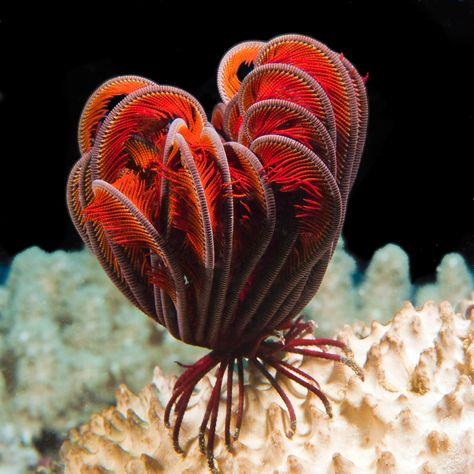 Feather Starfish, Feather Star, Beautiful Sea Creatures, Marine Fish, The Coral, Pretty Animals, Sea Star, Sea Lion, Ocean Creatures