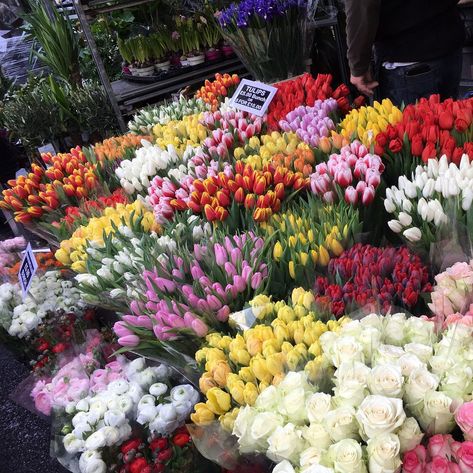 COLUMBIA ROAD FLOWER MARKET (London) - All You Need to Know BEFORE You Go Flower Market London, Columbia Road Flower Market, London 2023, London Market, Columbia Road, London Attractions, Flower Market Poster, High Street Shops, Unusual Flowers